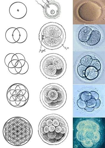 Image: Seed_of_life_and_the_cell (440×621 76.7 KB)